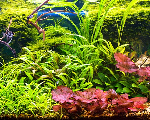 Grüne Unterwasserwelt mit roten Pflanzen