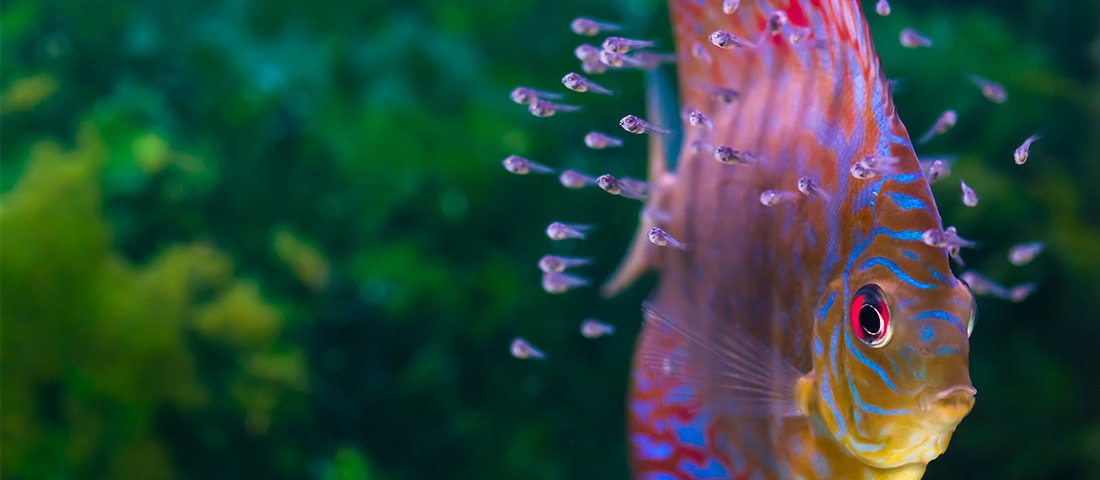 Ein bunter Fisch schwimmt senkrecht im Wasser, umgeben von zahlreichen kleinen Jungfischen.