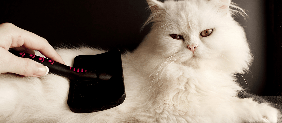 Pflege einer Katze mit einer Fellbürste