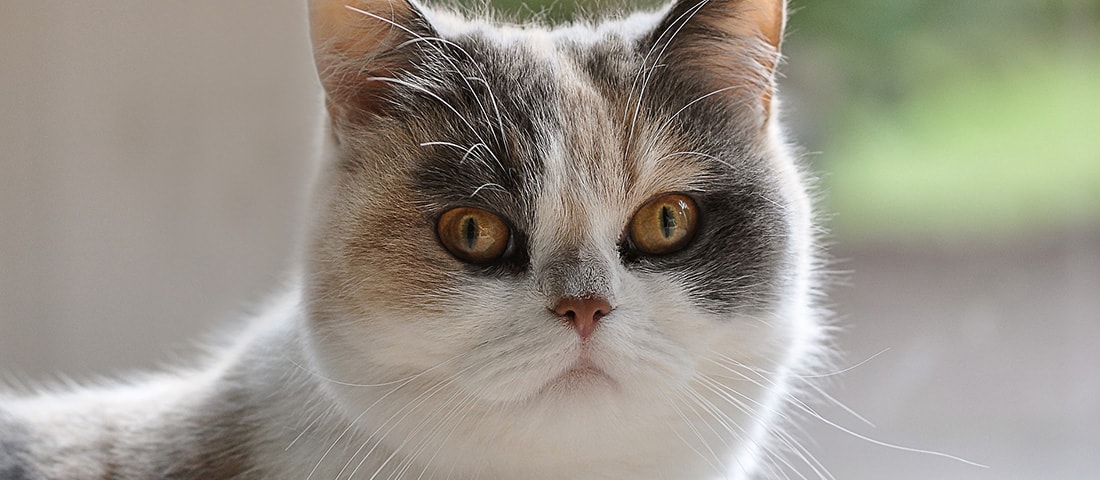 Perserkatze blickt neugierig in die Kamera und ist eine der beliebtesten Katzenrassen