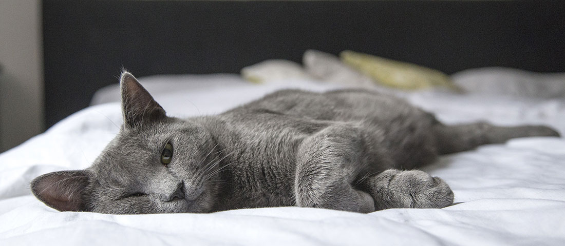 Eine Katze macht es sich im Bett gemütlich und erholt sich.