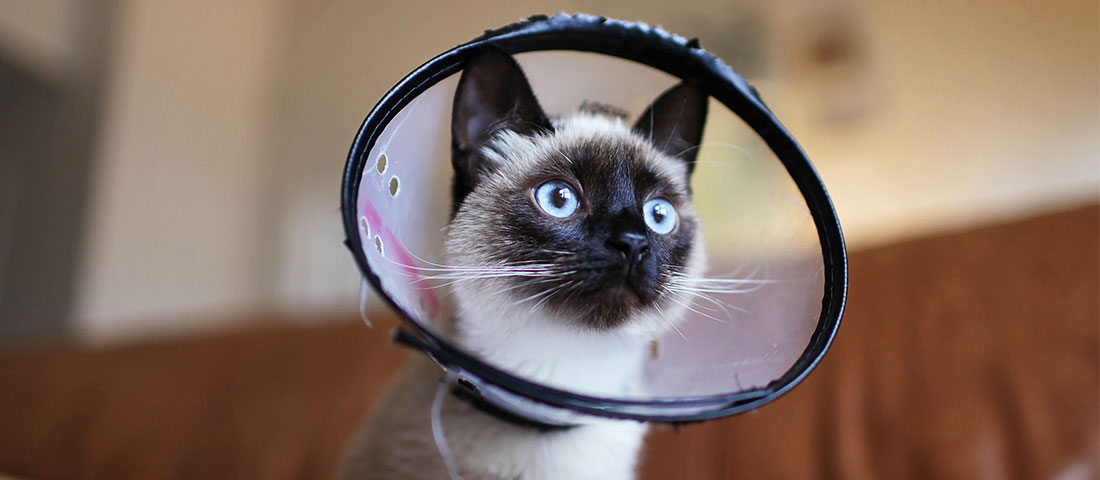 Weiße Katze mit einem Schutzkragen