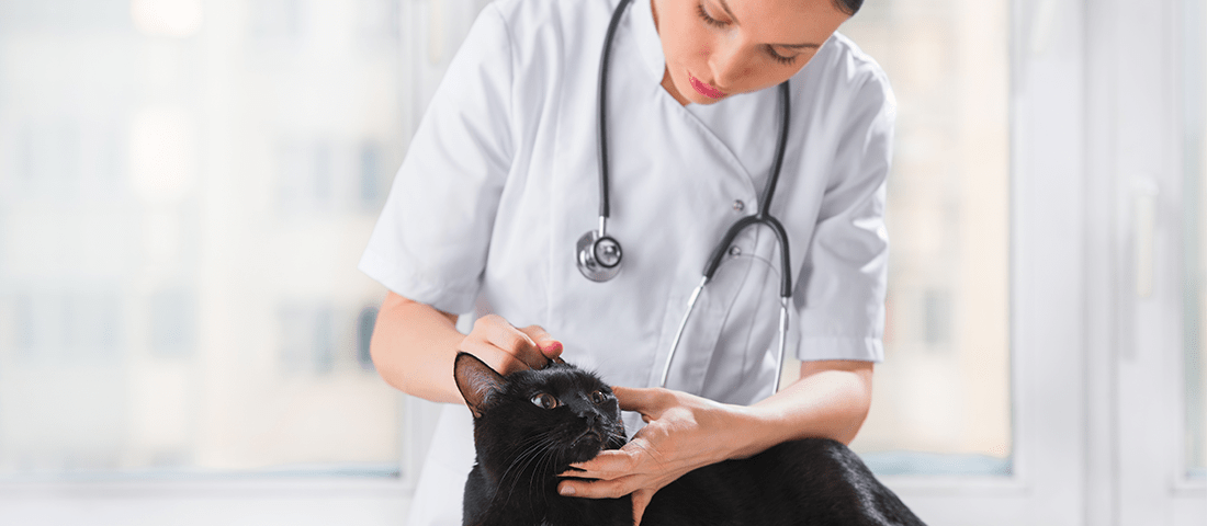 Katze wird von einem Tierarzt untersucht