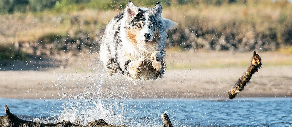 Ein Hund springt in das Wasser