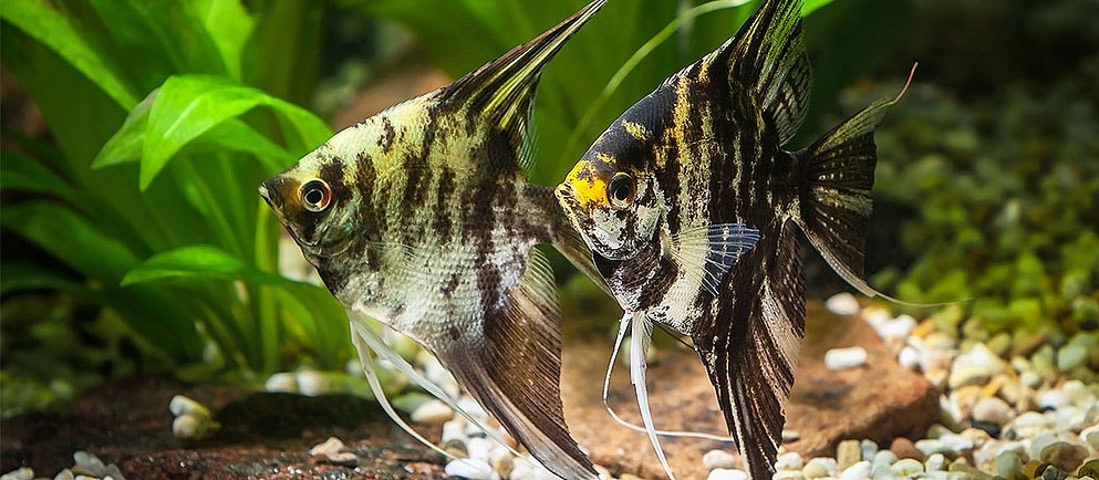 wei marmorierte Skalare mit ausgeprägten Flossen schwimmen in einem Aquarium über einem hellen Kiesgrund, umgeben von grünen Wasserpflanzen.