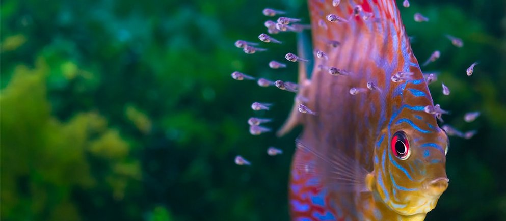 Ein bunter Fisch schwimmt senkrecht im Wasser, umgeben von zahlreichen kleinen Jungfischen.