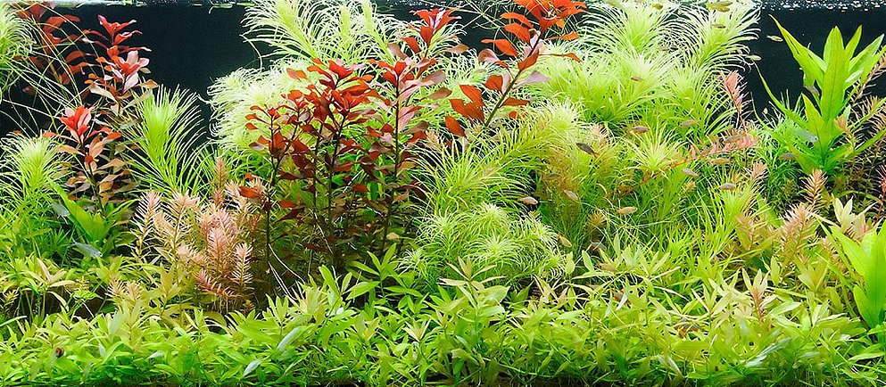 Grüne Unterwasserwelt unter dem Motto Paludarium als ein vollständigerer Lebensraum