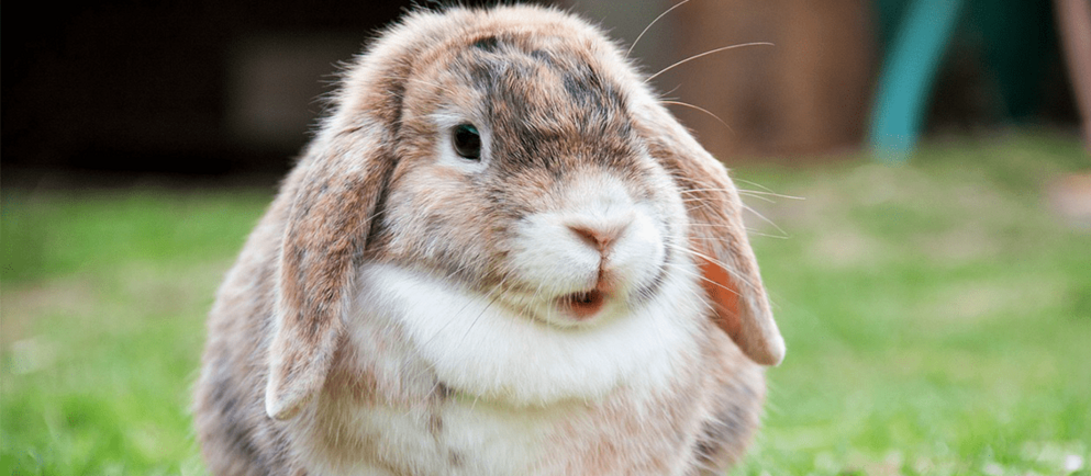 Zwergwidder im Grünen