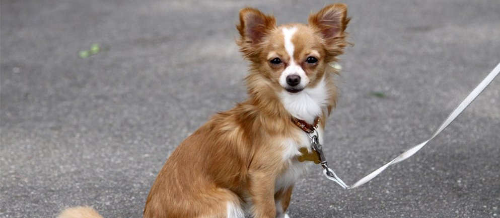 Steckbrief des Chihuahuas