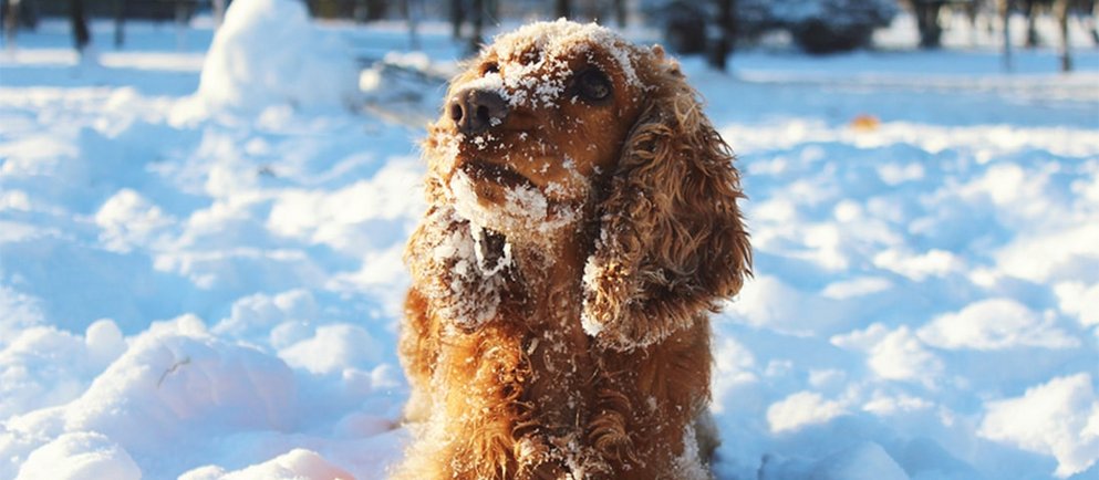 Cocker Spaniel sind wahre Energiebündel