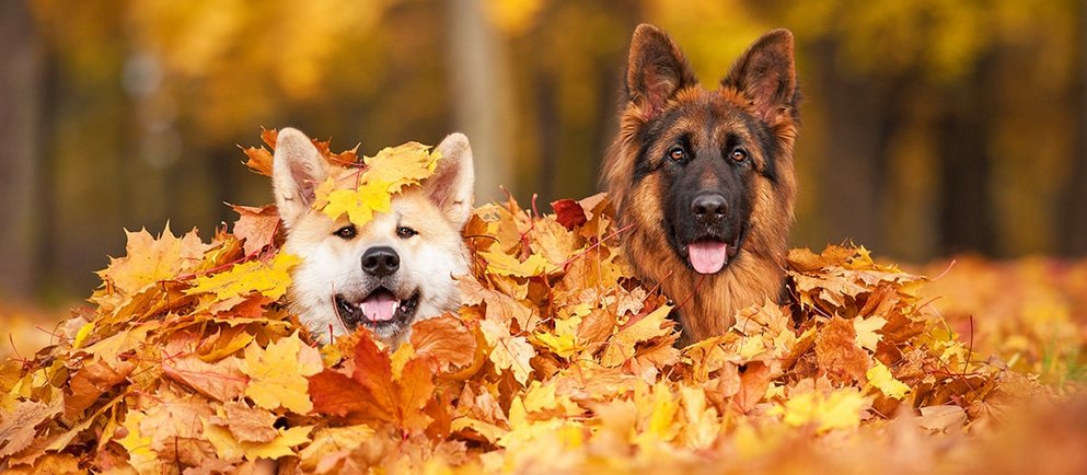 Ein Hund genießt einen Spaziergang im bunten Herbstlaub