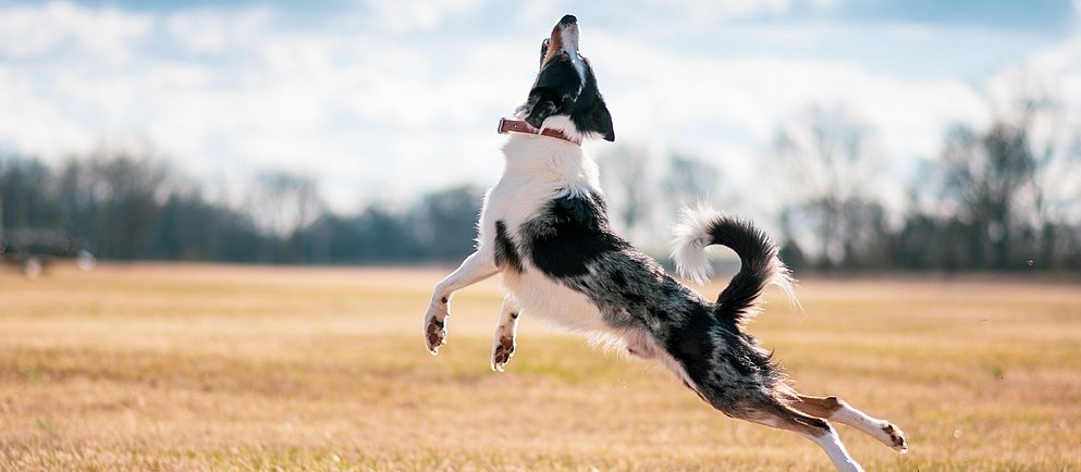 Der Border Collie gilt als besonders intelligente Hunderasse