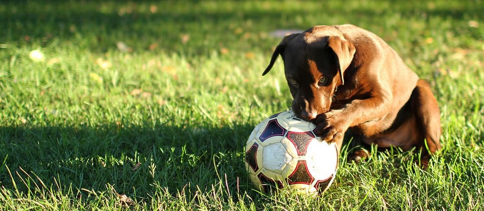 Hund mit einem Fußball im Rasen im Rahmen des Hunde-Ratgebers