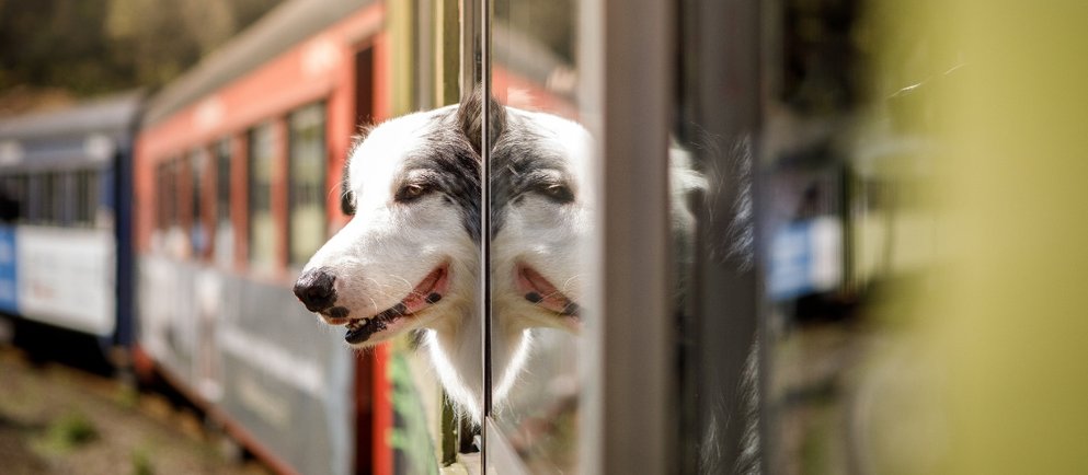Ein Hund steckt den Kopf aus dem Fenster eines fahrenden Zuges.