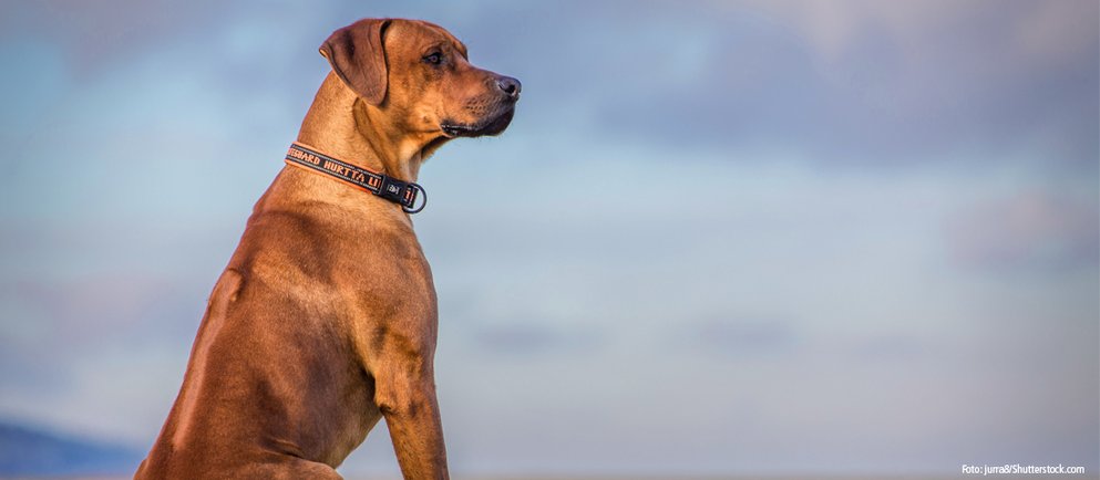 Rassemerkmale des Rhodesian Ridgebacks