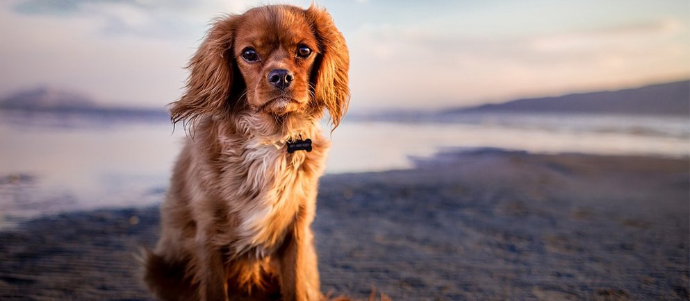 Ein Hund am Strand zu dem Thema Am Urlaubsort mit einem Hund: Im Notfall richtig handeln