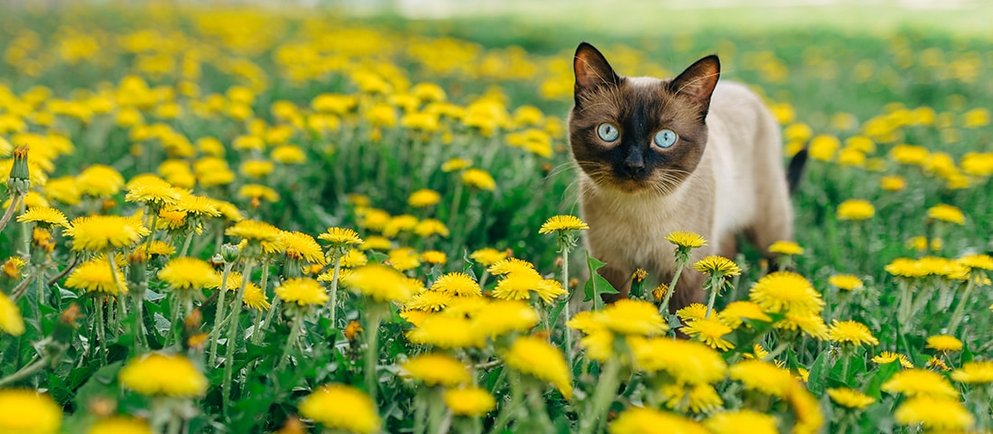 Siamkatzen aus dem ostasiatischen Siam auf einer grünen Wiese