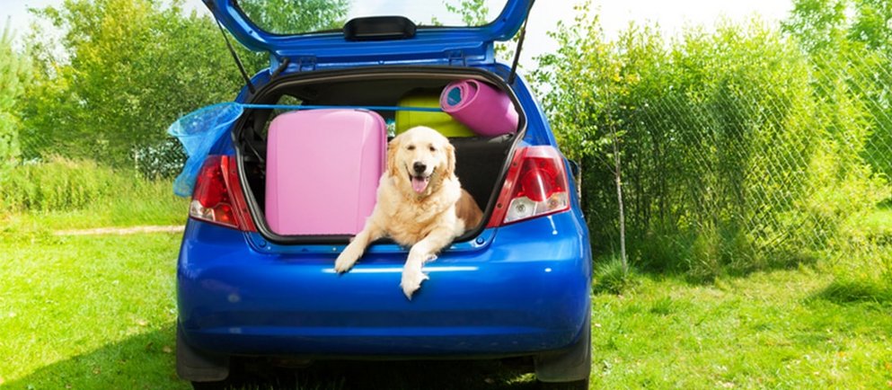 Ein fröhlicher Hund sitzt im Kofferraum eines blauen Autos, das vollgepackt ist mit Koffern und auf einer grünen Wiese steht.