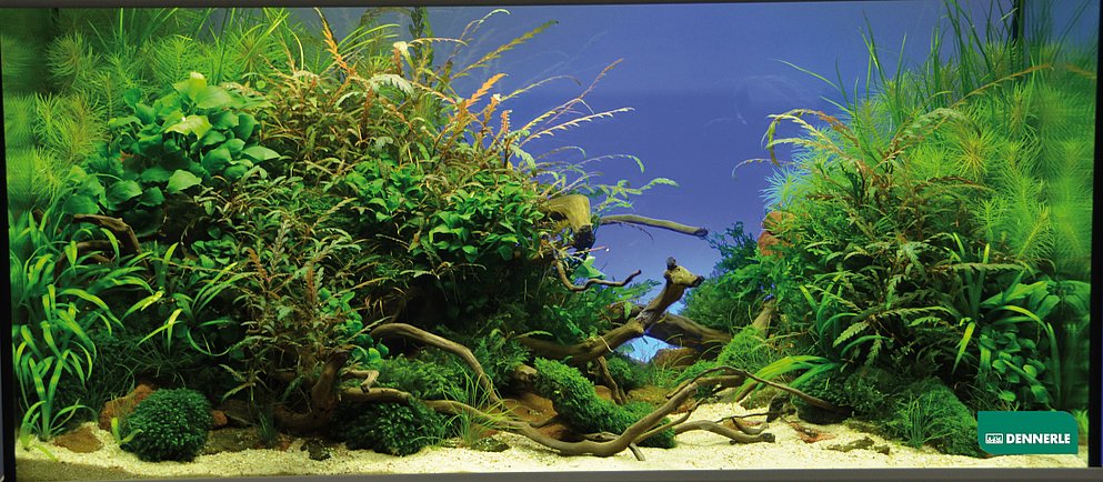 Auf dem Bild ist ein grüne Unterwasserwelt