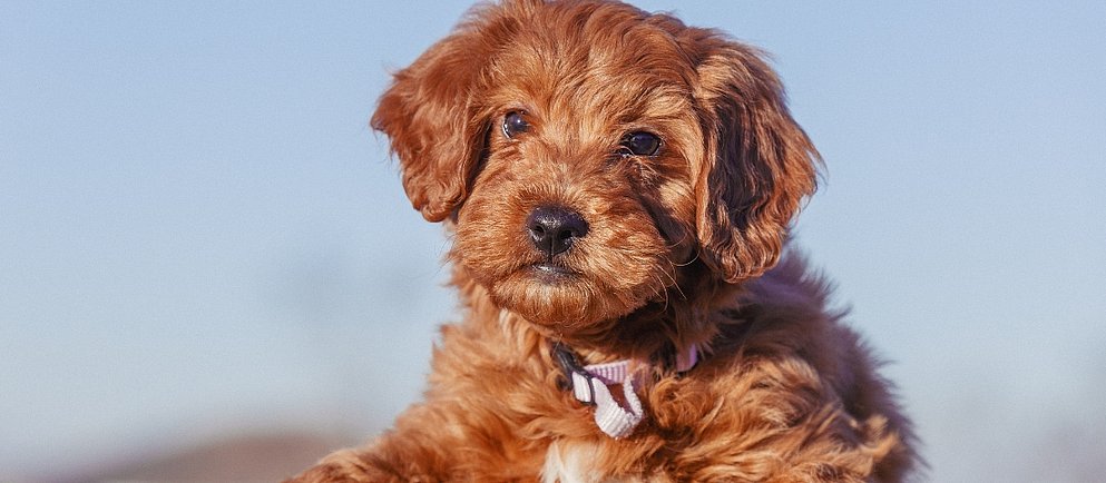 Brauner Goldendoodle vor blauem Hintergrund