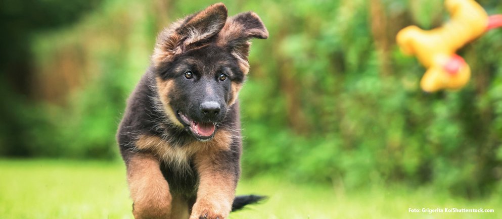 Herkunft und Rassenmerkmale des Schäferhundes