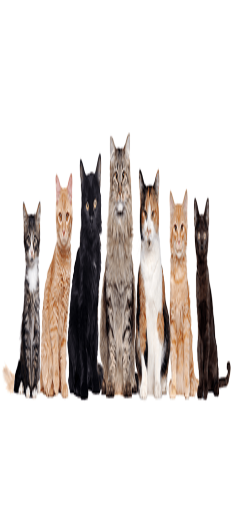 Unterschiedliche Katzenrassen auf einem Bild