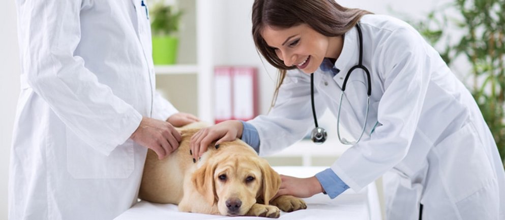 Zu den Thema Reisen mit Hund untersuchen zweit Tierärzte einen Hund