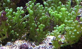 Ein Nahaufnahme von leuchtend grünem Korallenbewuchs in einem Meerwasseraquarium, umgeben von dunkleren Felsen und anderen Korallen.