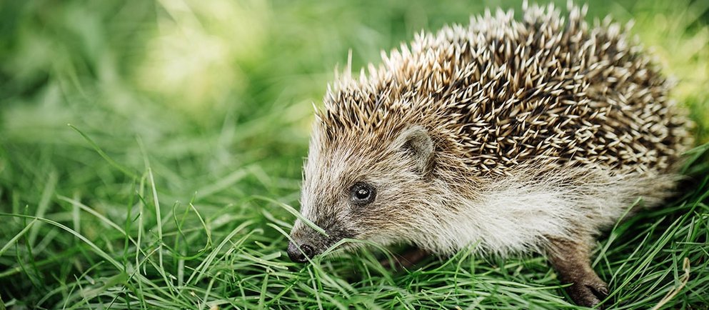 Igel auf einer Wiese