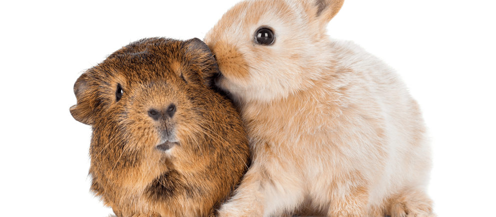 Ein Hamster und ein Hase zu Themen des im Kleintier Ratgebers