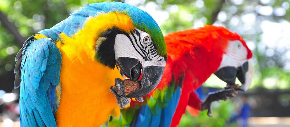 Zwei bunte Papageie im Freien