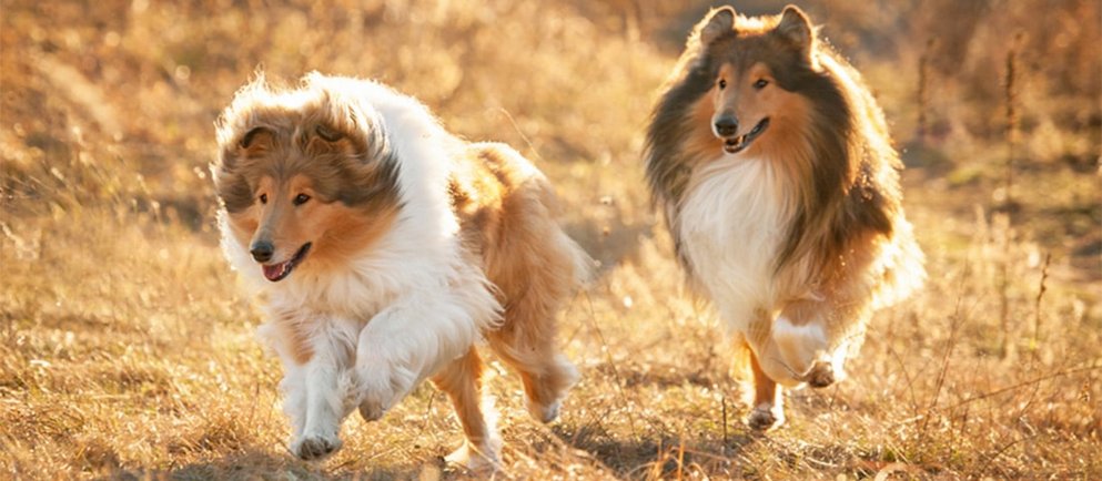 Basiswissen zum Sheltie