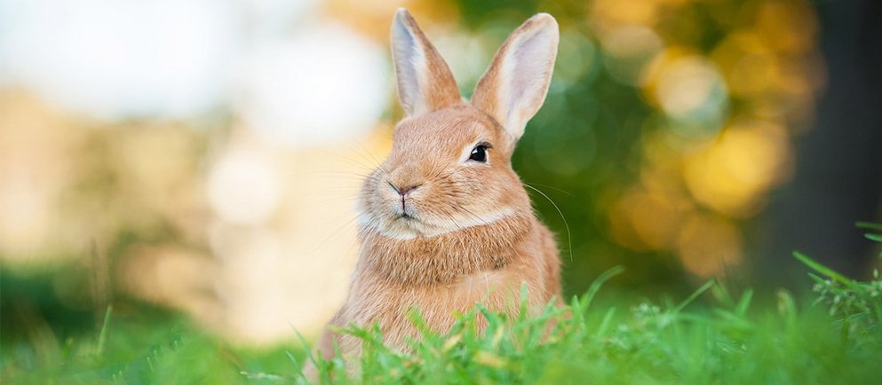 Hase auf einer grünen Wiese zu dem Thema Kleintier Ratgeber
