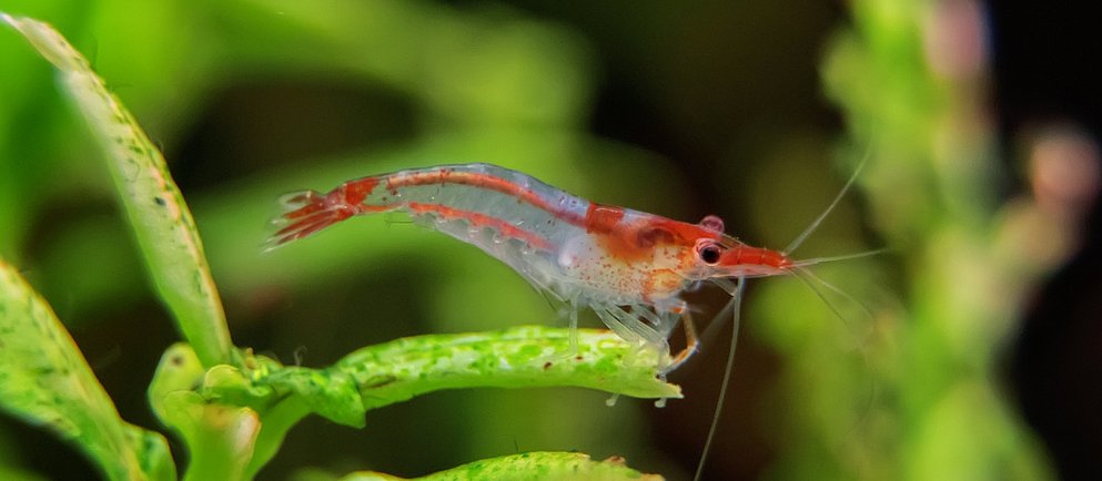 Ein Aquarium mit Kiesboden, in dem Blasen aus einem Sprudelstein aufsteigen, verbunden mit einem externen Luftpumpe auf der linken Seite. Eine Beleuchtung ist über dem Aquarium angebracht.