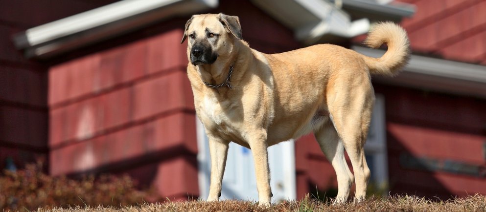 Der Kangal ist eine der ältesten und bekanntesten Hunderassen der Welt
