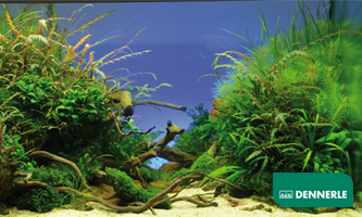 Ein aufwendig eingerichtetes Aquarium mit üppigem Grün und verschiedenen Wasserpflanzen.