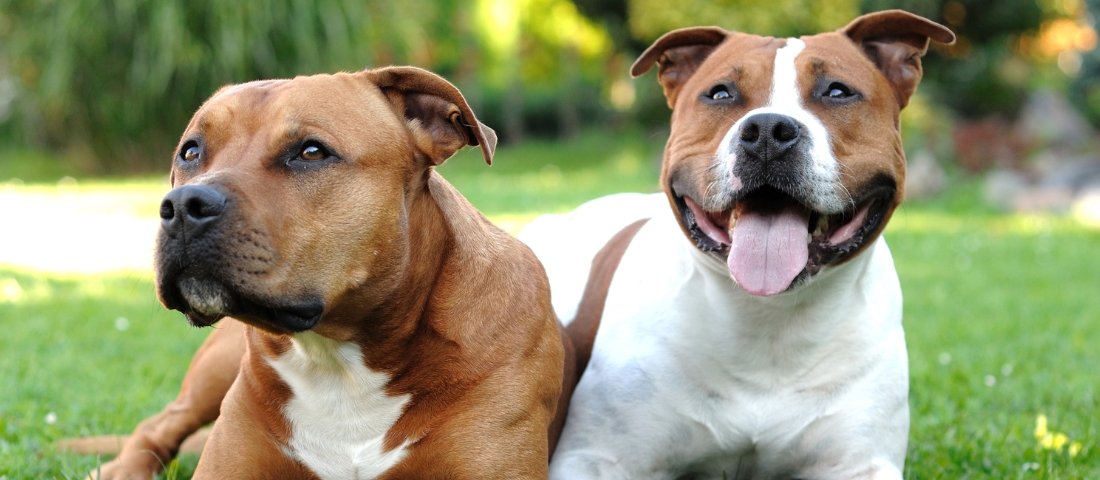 Zwei American Staffshire Terrier liege auf dem Rasen