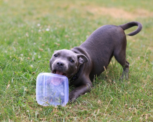 Ein American Staffordshire Terrier spielt auf einer Wiese