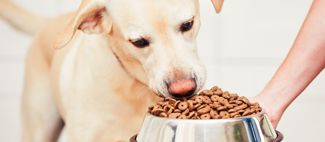 Gesunde Hundenahrung: dem Hund wird in der Abbildung der Fressnapf gereicht