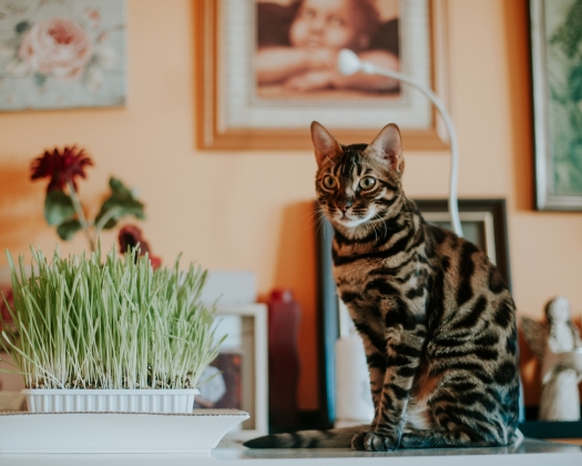 Bengalkatze sitzt stolz auf einem Tisch