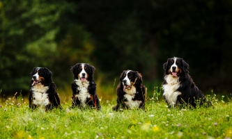Berner Sennenhunde auf der Wiese