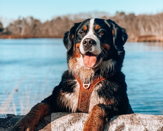 Berner Sennenhund am See