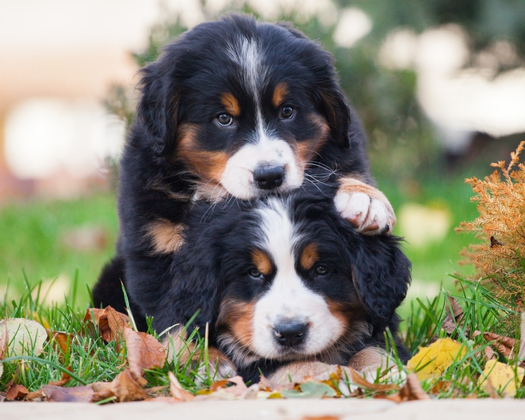 Zwei Berner Sennenhundewelpen