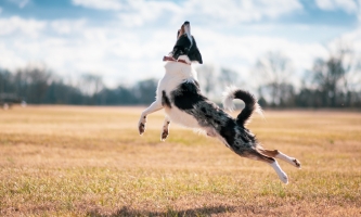 Springender Border Collie als besonders intelligente Hunderasse