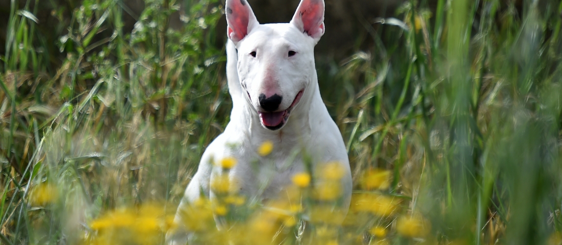 Weißer Bullterrier liegt auf der Wiese