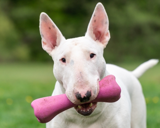 Weißer Bullterrier hat einen Spielknochen im Maul