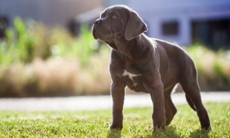 Hundewelpe der Rasse Cane Corso Italiano