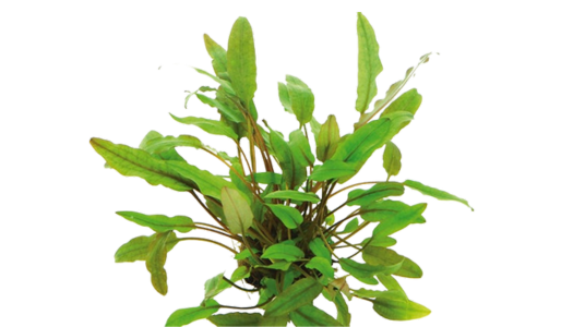 Beckett's Wasserkelch