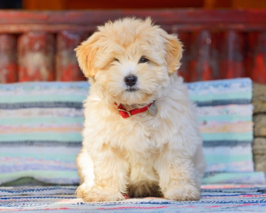 Ein cremefarbener Havaneser sitzt auf einer Bank