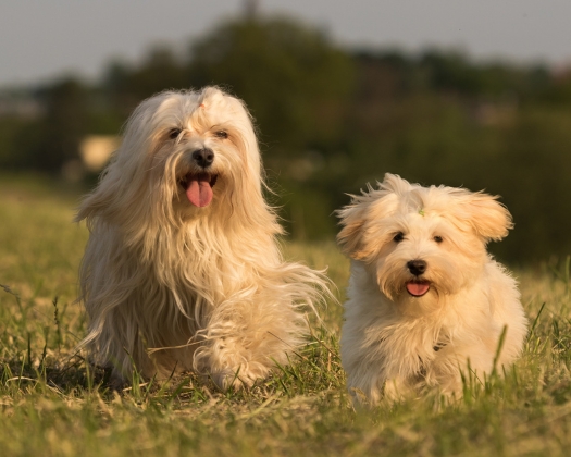 Zwei Havaneser laufen über eine Wiese